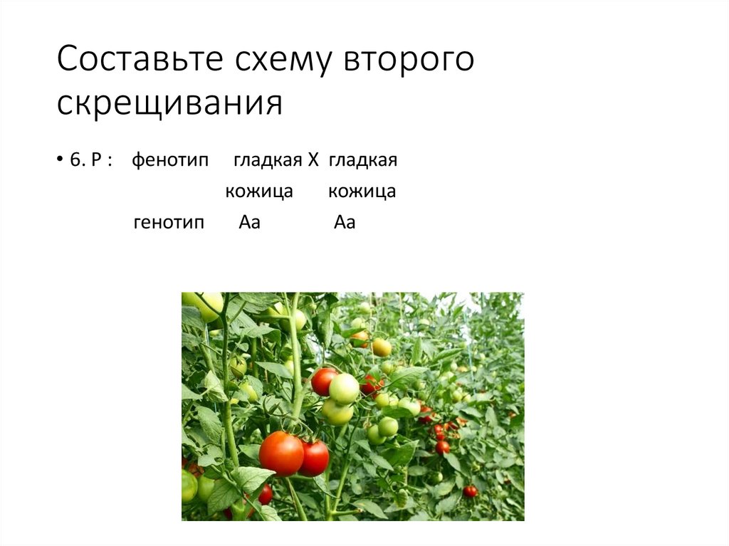 Составьте схему второго скрещивания