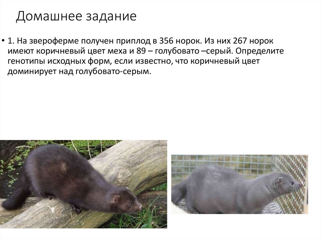 Домашнее задание