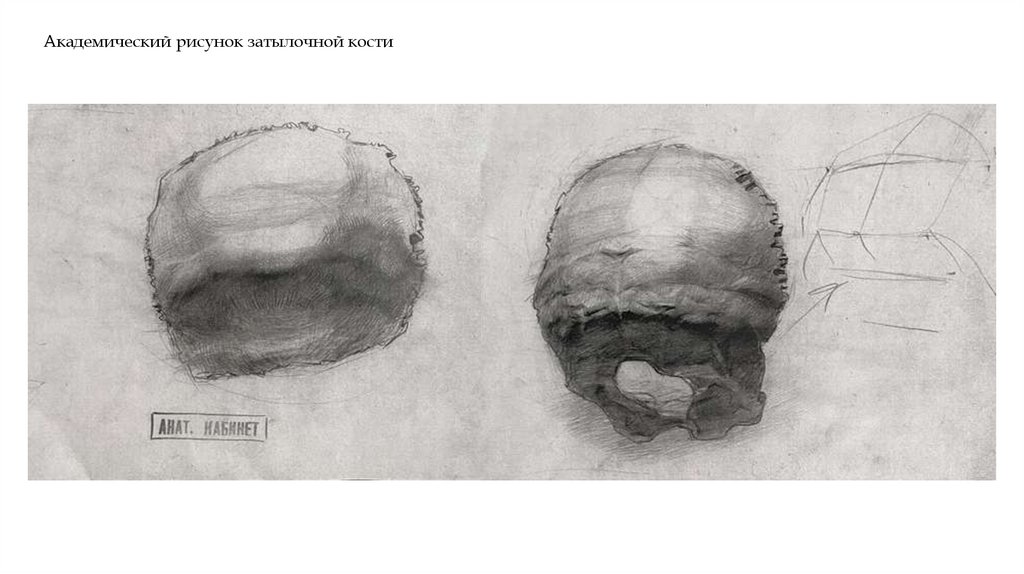 Академический рисунок затылочной кости
