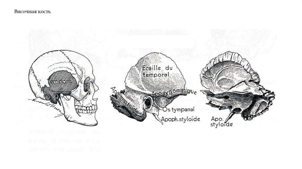 Височная кость