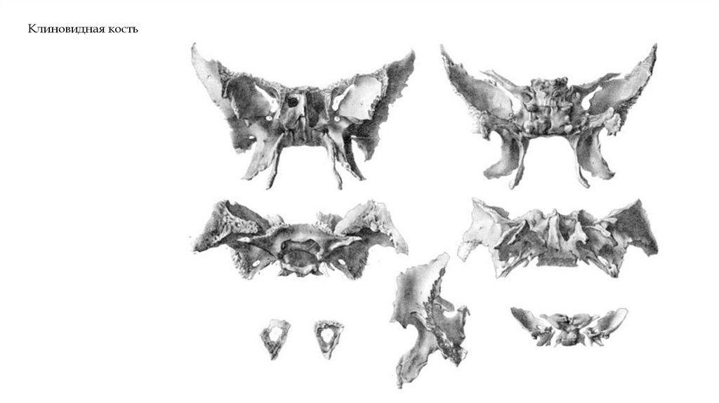 Клиновидная кость