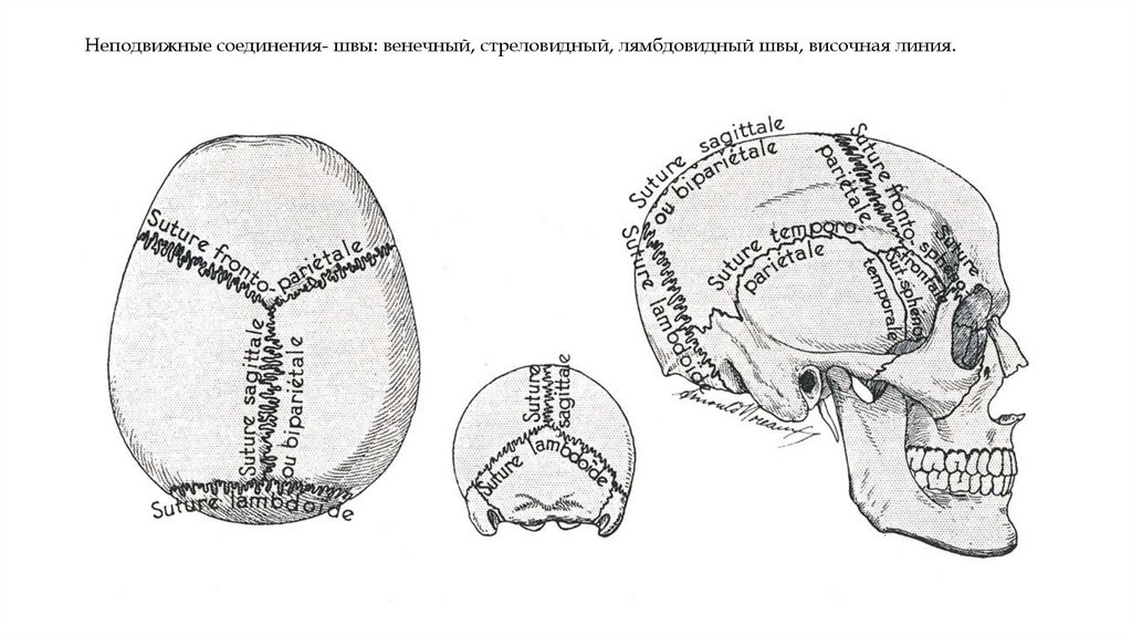 Неподвижные соединения- швы: венечный, стреловидный, лямбдовидный швы, височная линия.