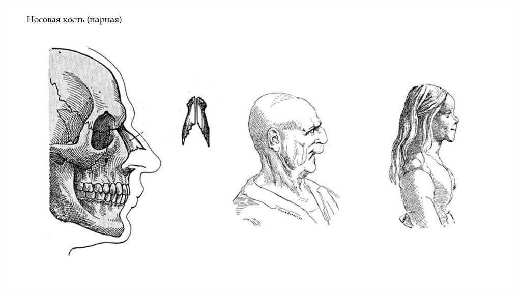 Носовая кость (парная)
