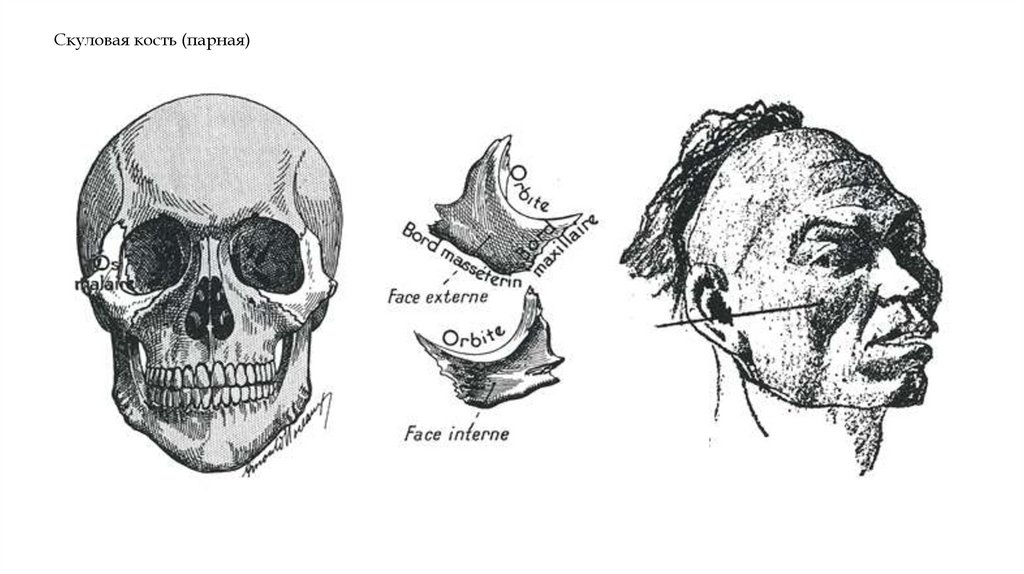 Скуловая кость (парная)