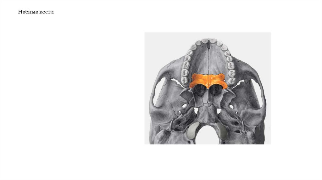 Небные кости