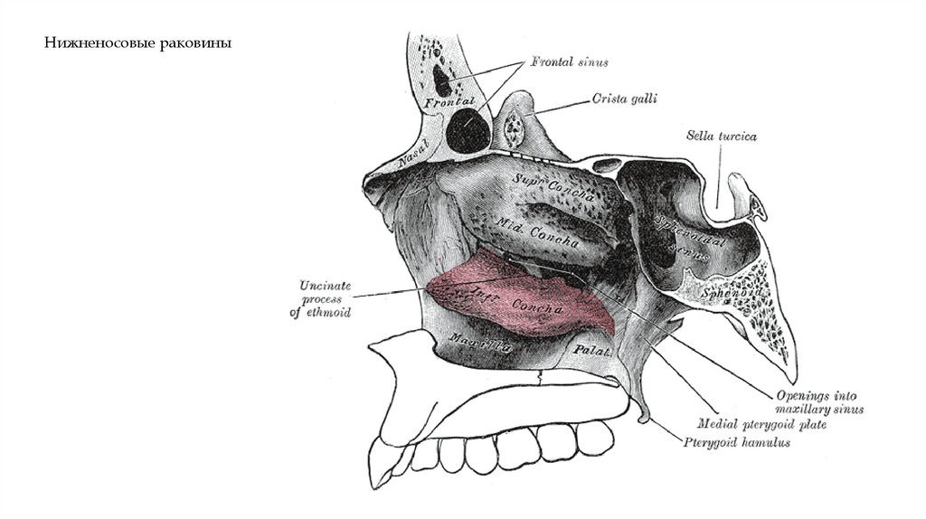 Нижненосовые раковины