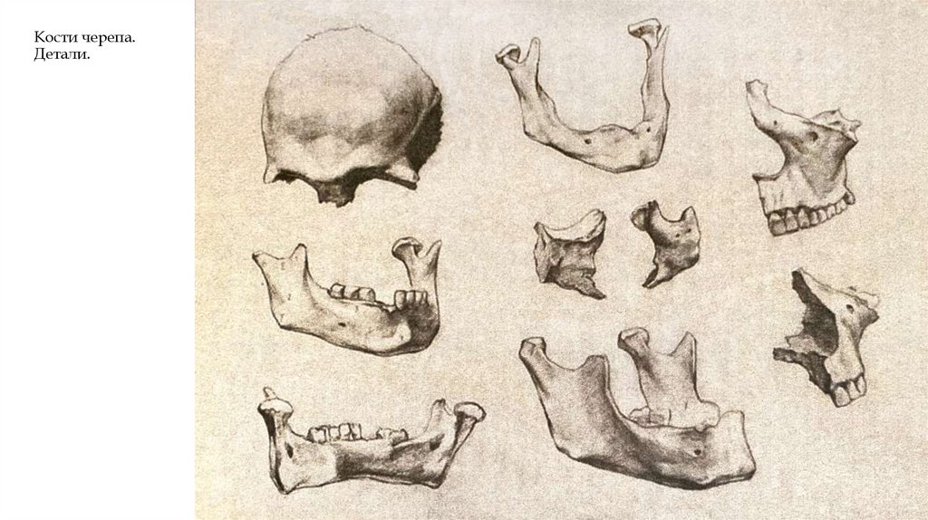 Кости черепа. Детали.