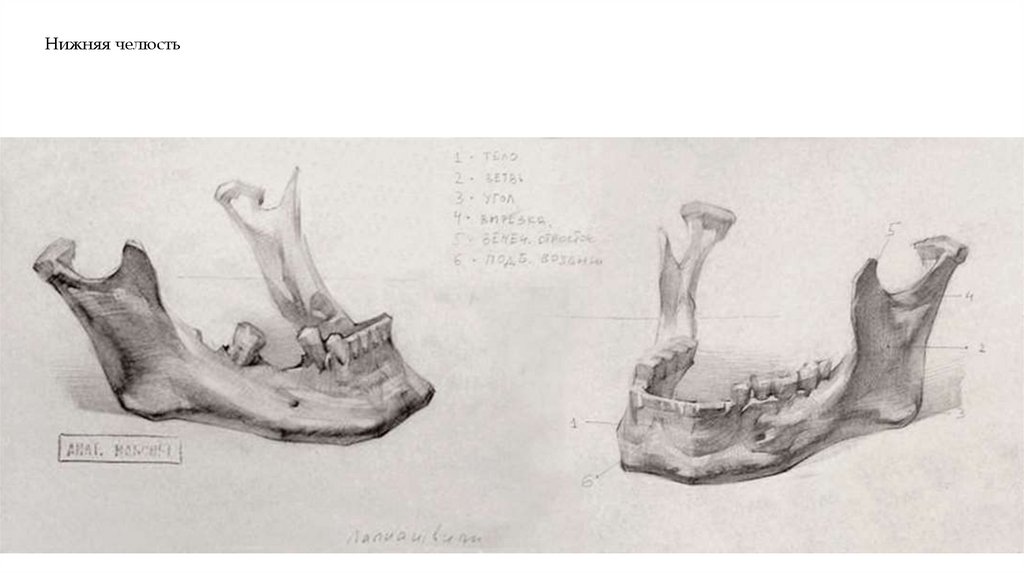 Нижняя челюсть