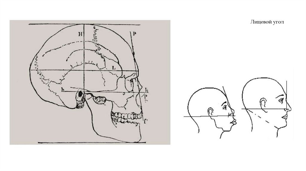 Лицевой угол