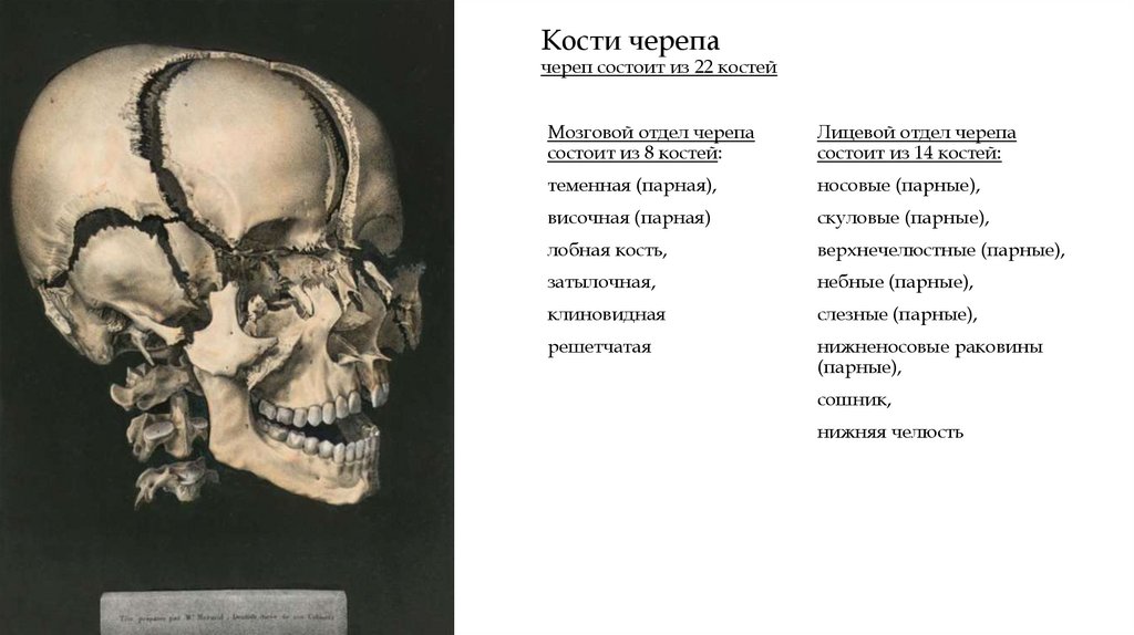Кости черепа череп состоит из 22 костей