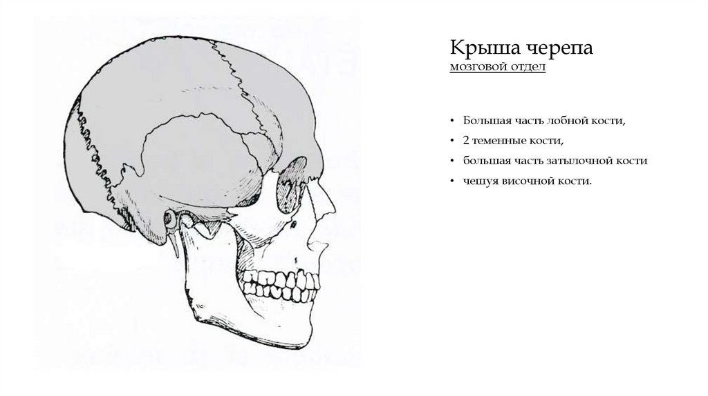 Крыша черепа мозговой отдел