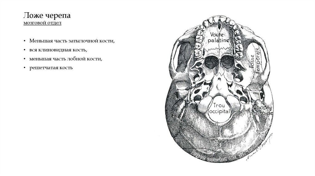 Ложе черепа мозговой отдел