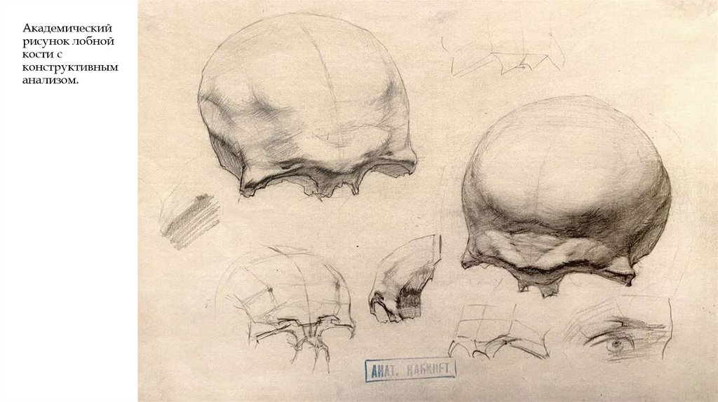 Академический рисунок лобной кости с конструктивным анализом.