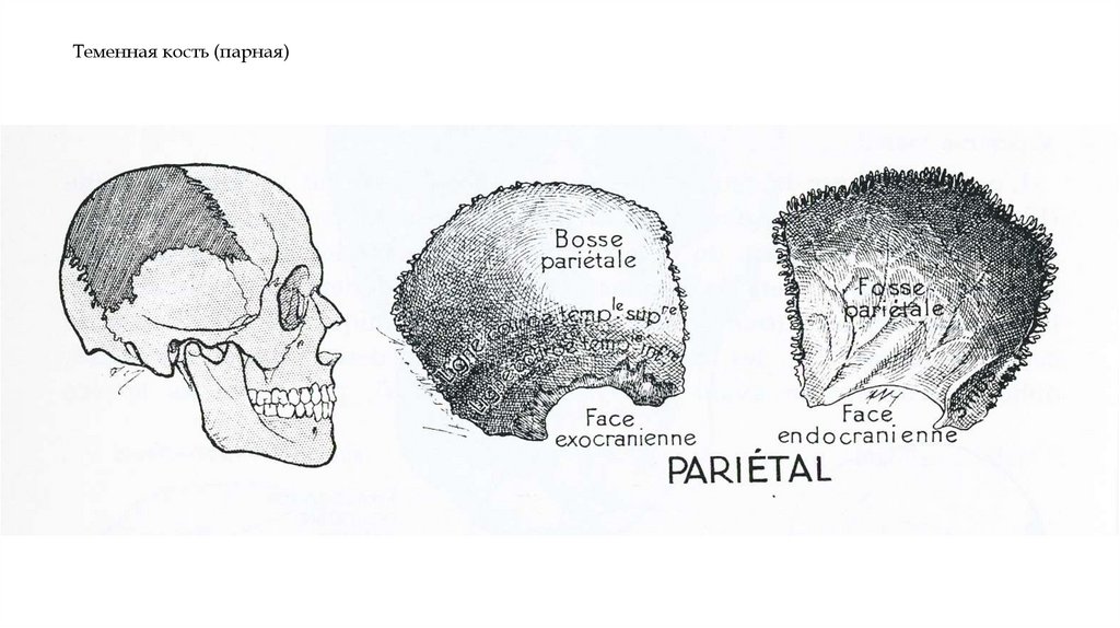 Теменная кость (парная)