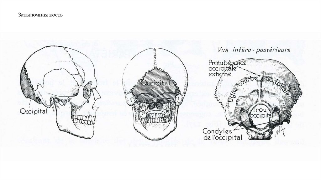 Затылочная кость