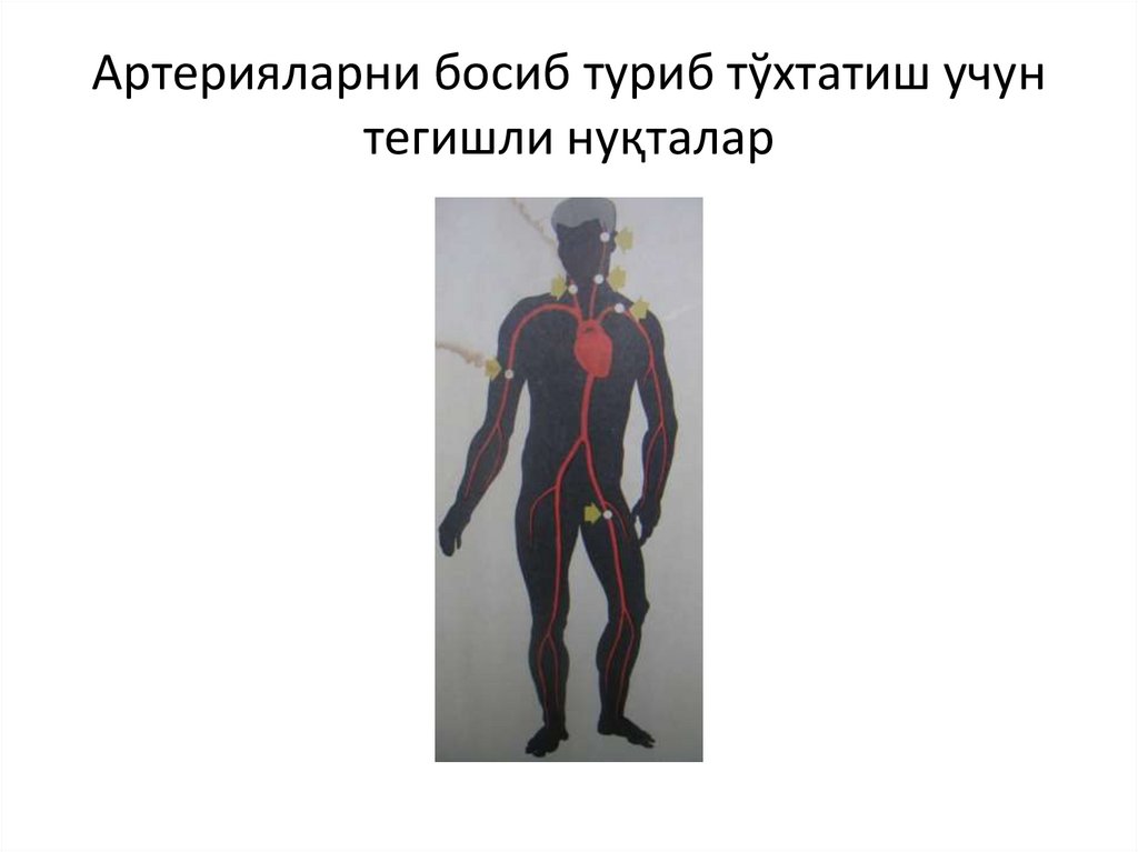 Артерияларни босиб туриб тўхтатиш учун тегишли нуқталар