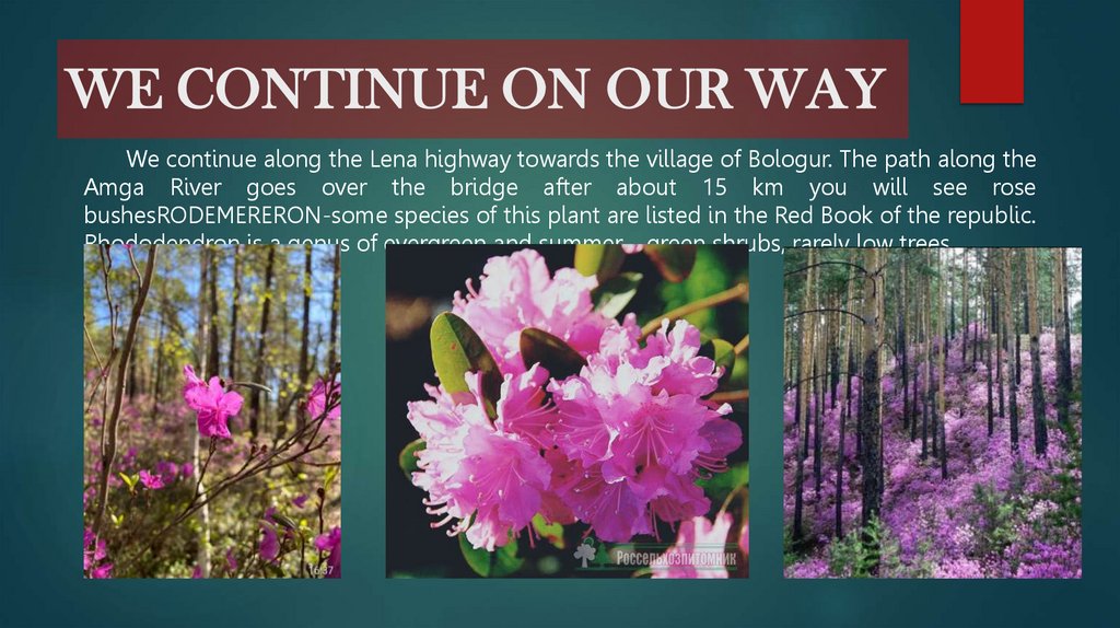 WE CONTINUE ON OUR WAY