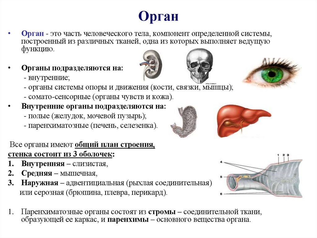 Орган
