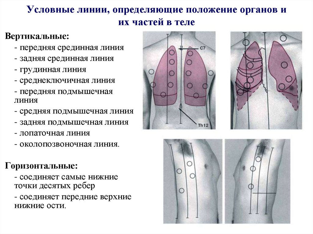 Условные линии, определяющие положение органов и их частей в теле