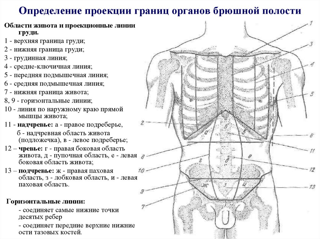 Определение проекции границ органов брюшной полости