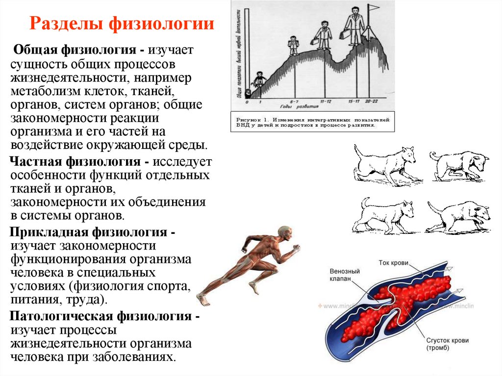 Разделы физиологии