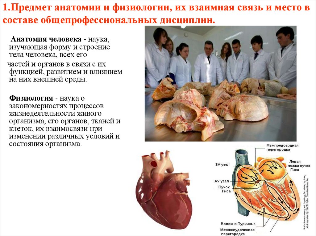 1.Предмет анатомии и физиологии, их взаимная связь и место в составе общепрофессиональных дисциплин.