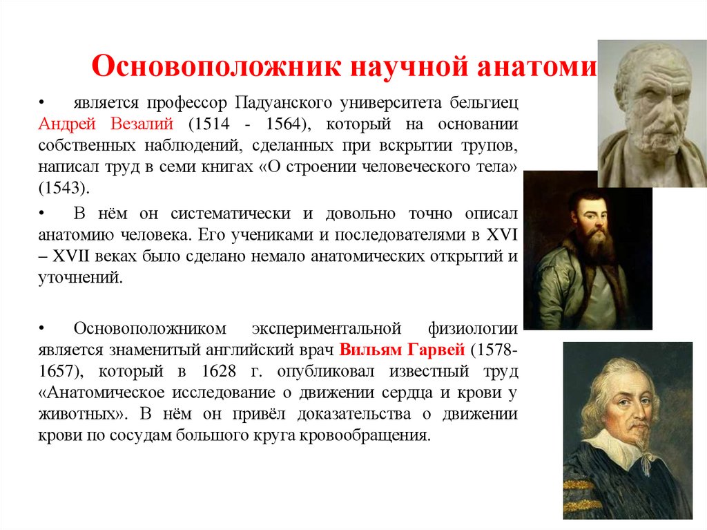 Основоположник научной анатомии