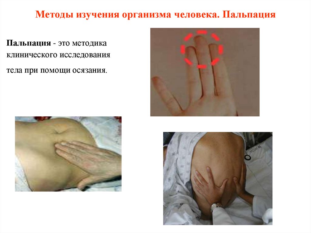 Методы изучения организма человека. Пальпация