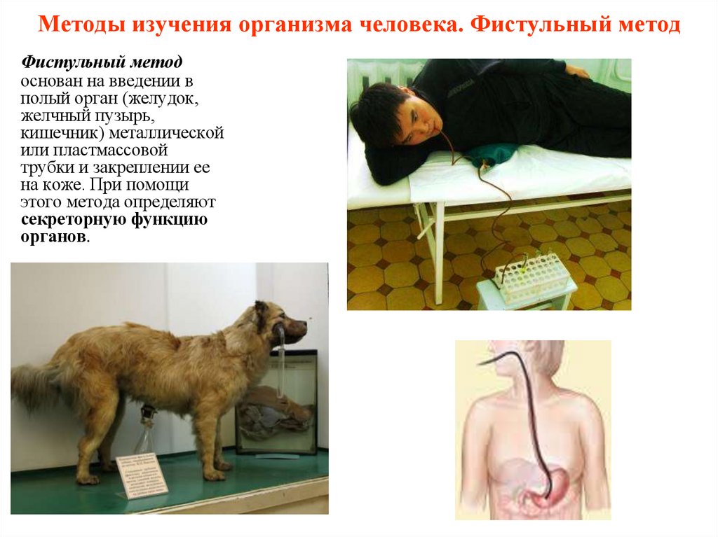 Методы изучения организма человека. Фистульный метод