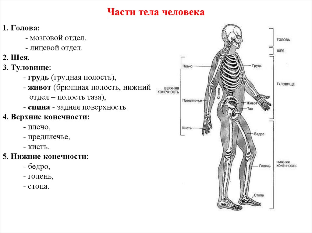 Части тела человека