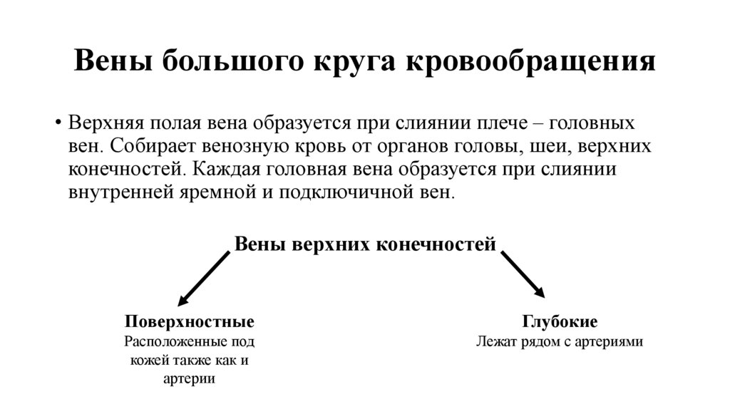 Вены большого круга кровообращения
