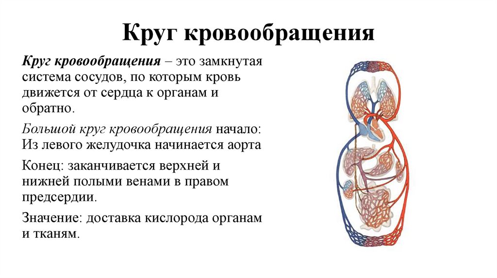 Круг кровообращения