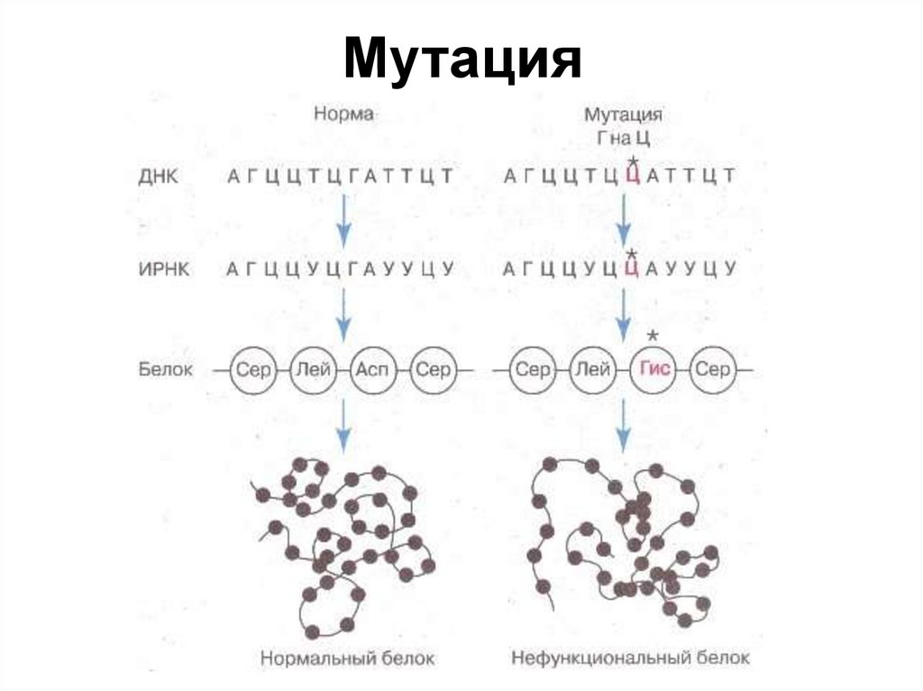 Мутация