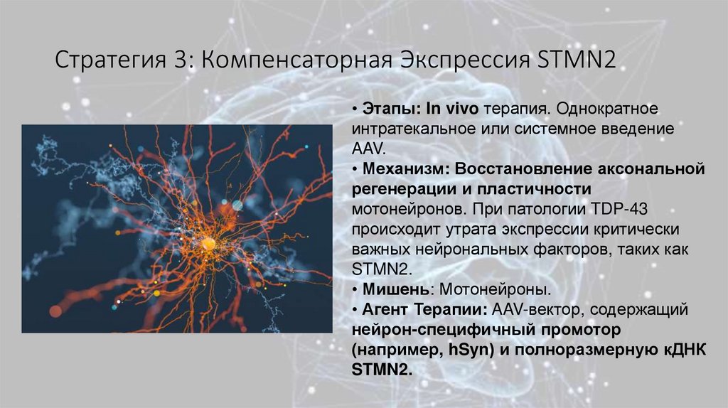 Стратегия 3: Компенсаторная Экспрессия STMN2