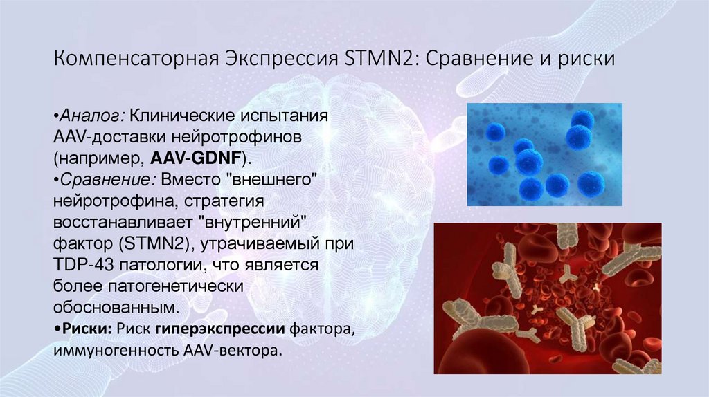 Компенсаторная Экспрессия STMN2: Сравнение и риски
