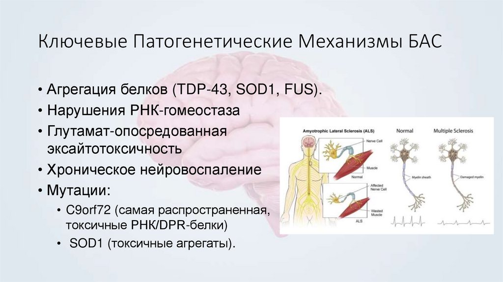 Ключевые Патогенетические Механизмы БАС