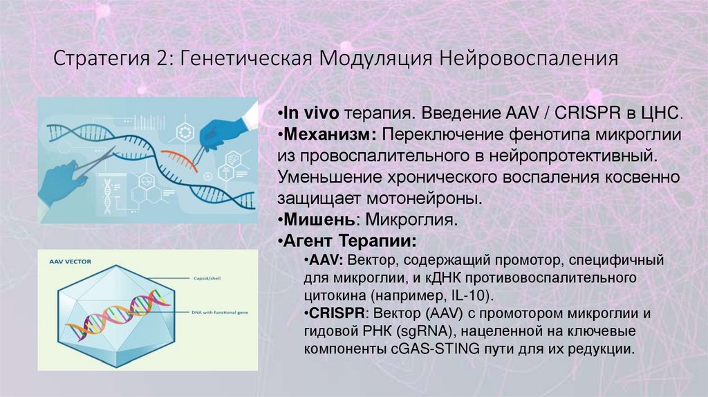 Стратегия 2: Генетическая Модуляция Нейровоспаления