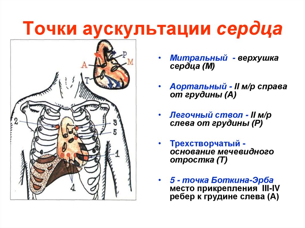 Точки аускультации сердца