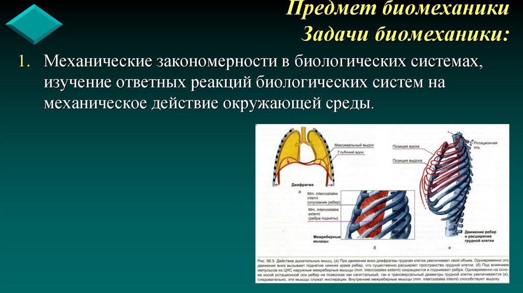 Предмет биомеханики Задачи биомеханики: