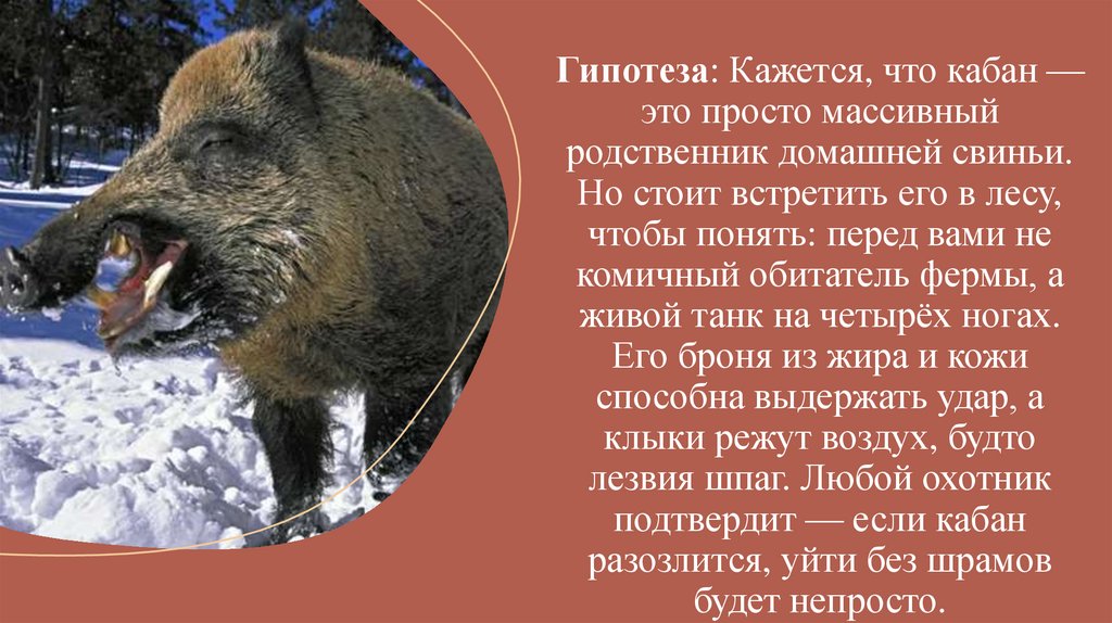 Гипотеза: Кажется, что кабан — это просто массивный родственник домашней свиньи. Но стоит встретить его в лесу, чтобы понять: