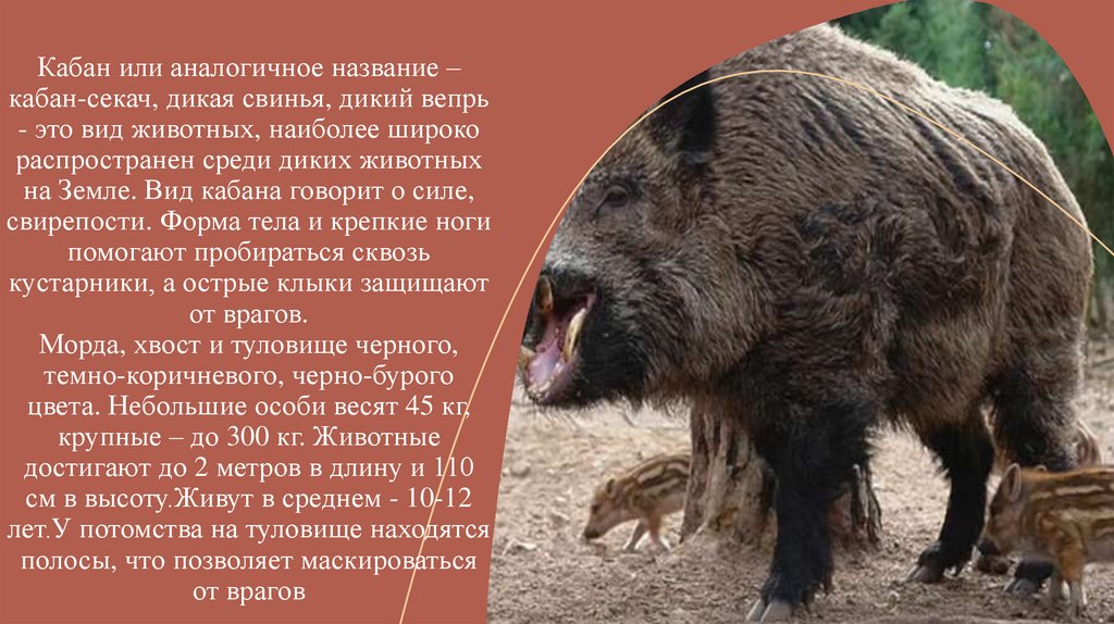 Кабан или аналогичное название – кабан-секач, дикая свинья, дикий вепрь - это вид животных, наиболее широко распространен среди