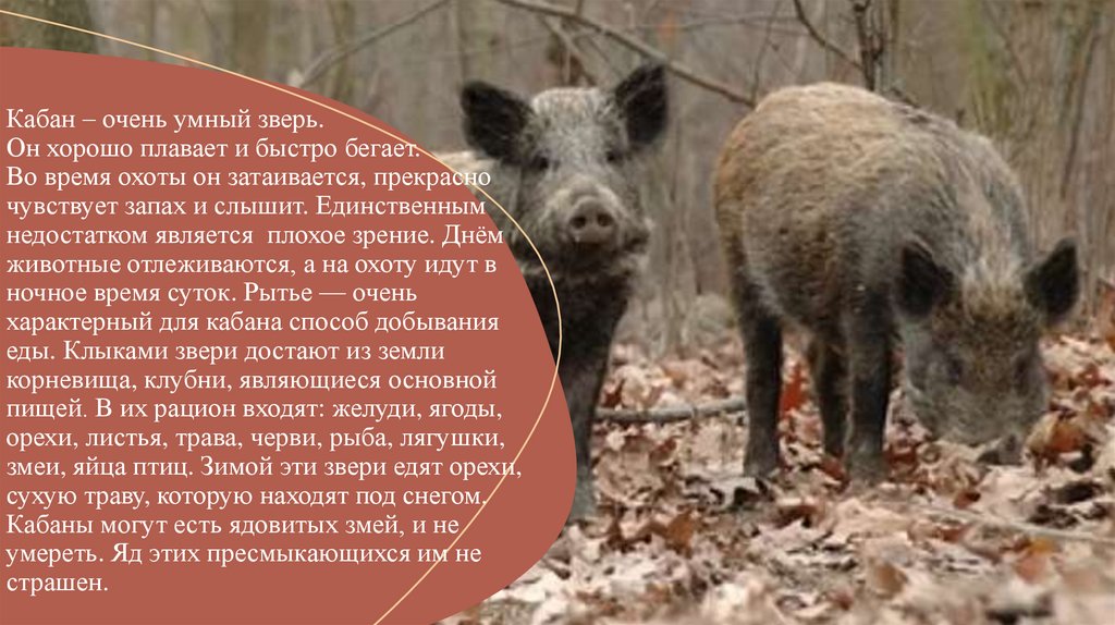 Кабан – очень умный зверь. Он хорошо плавает и быстро бегает. Во время охоты он затаивается, прекрасно чувствует запах и