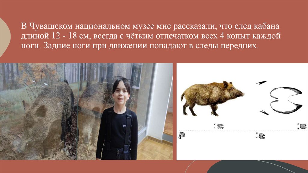 В Чувашском национальном музее мне рассказали, что след кабана длиной 12 - 18 см, всегда с чётким отпечатком всех 4 копыт