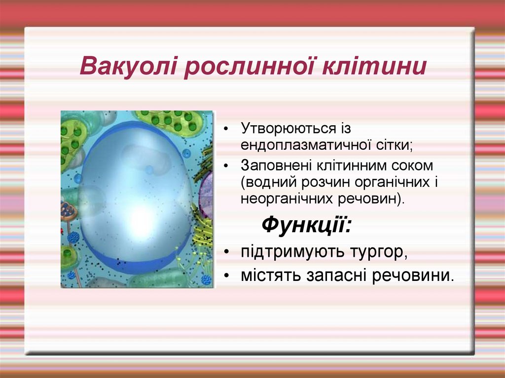 Вакуолі рослинної клітини