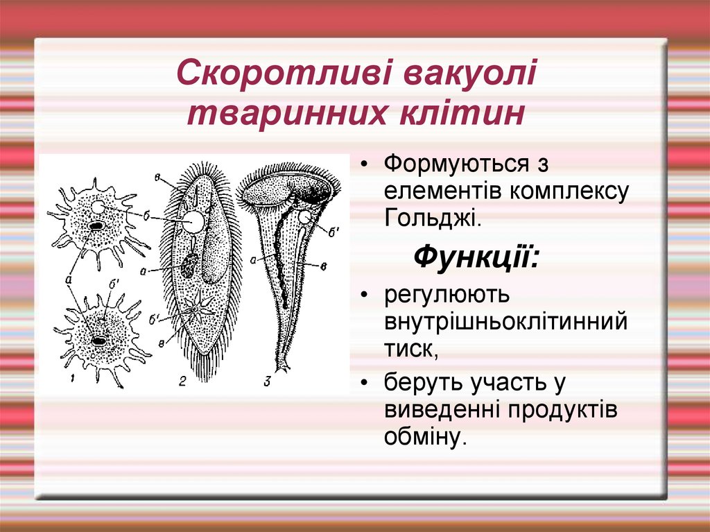 Скоротливі вакуолі тваринних клітин