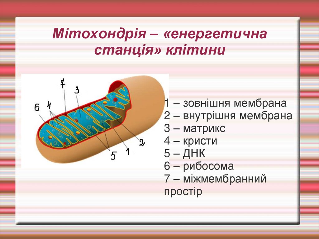 Мітохондрія – «енергетична станція» клітини