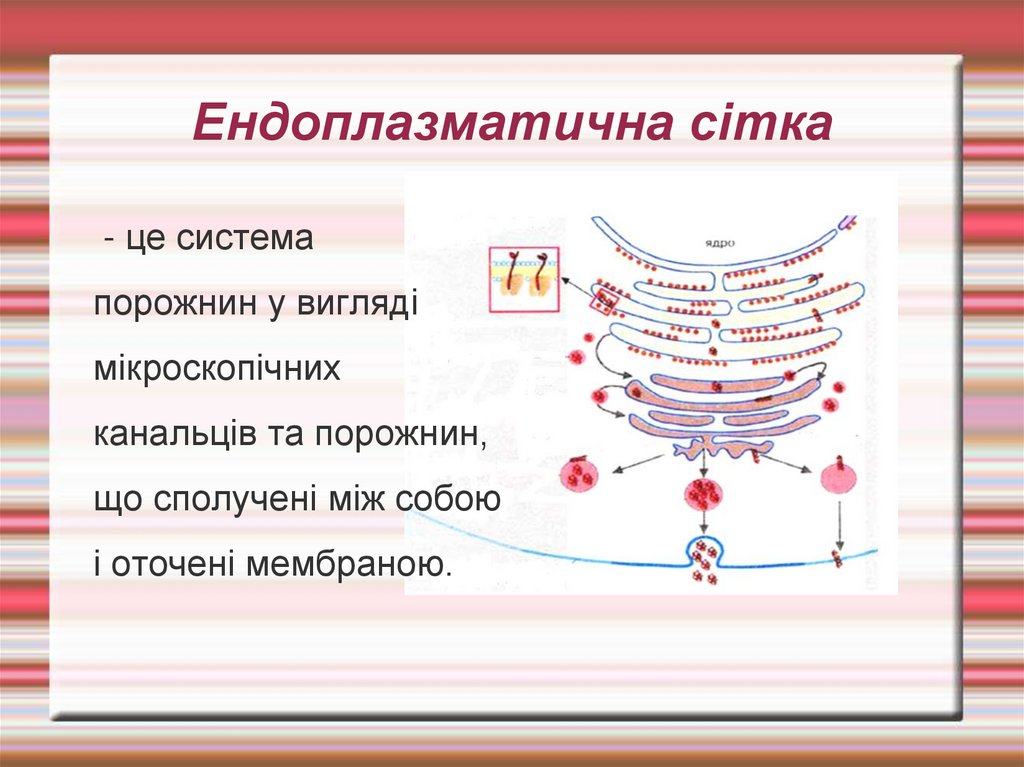 Ендоплазматична сітка