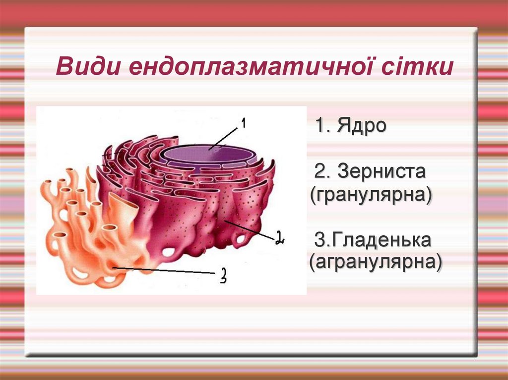 Види ендоплазматичної сітки