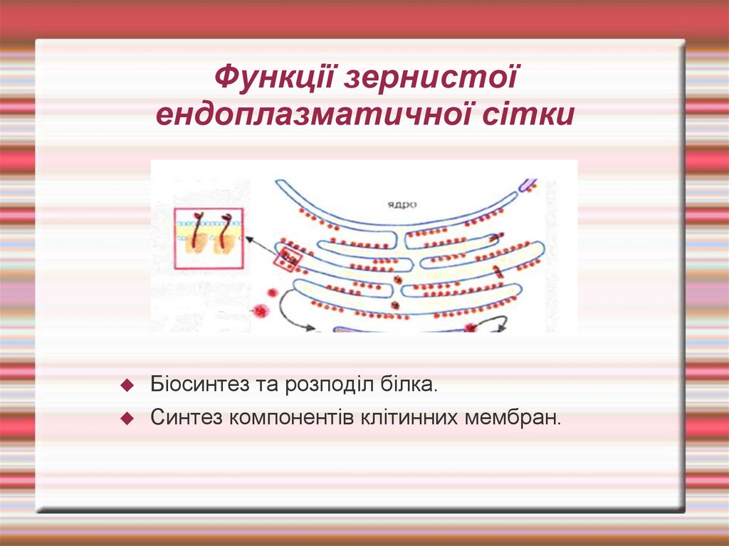 Функції зернистої ендоплазматичної сітки