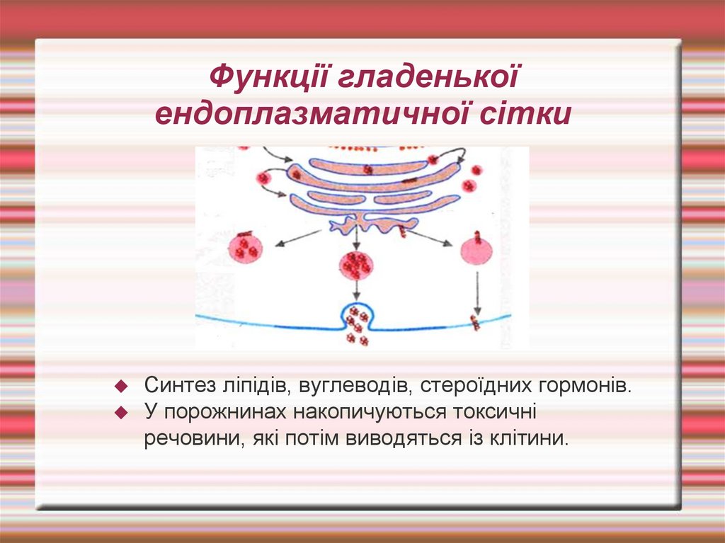 Функції гладенької ендоплазматичної сітки